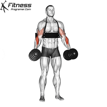 Arm Blaster Hammer Curl