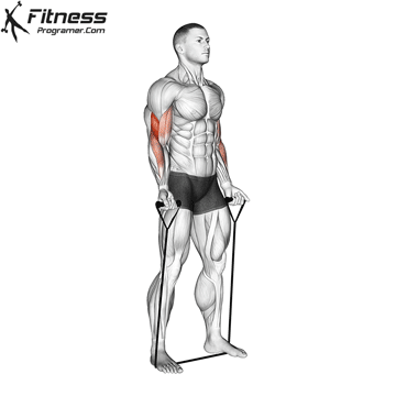 Band Biceps Curl