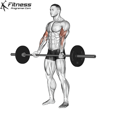 Barbell Curl