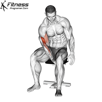 Biceps Leg Concentration Curl