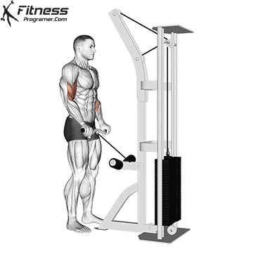 Cable Reverse Grip EZ-bar Biceps Curl