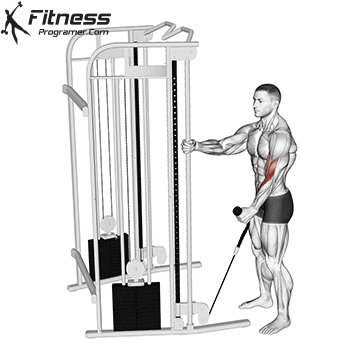 Cable Single Arm Hammer Curl