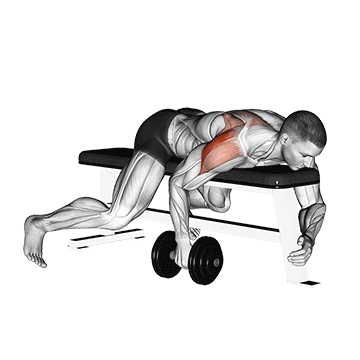 Dumbbell Lying One-Arm Rear Lateral Raise muscle worked