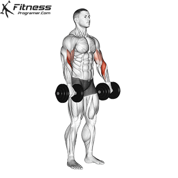 Dumbbell Reverse Curl