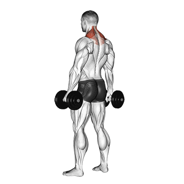 Dumbbell Shrug