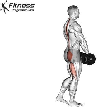 Dumbbell Single Leg Deadlift
