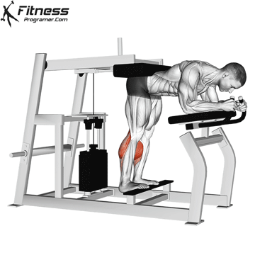 Lever Donkey Calf Raise