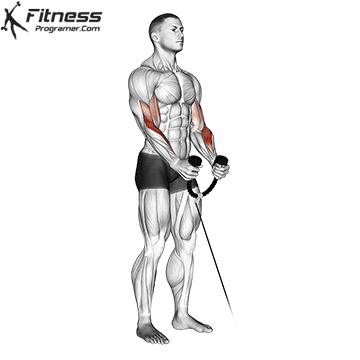 Rope Biceps Curl