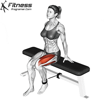 Seated Banded Leg Extension