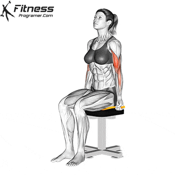 Seated Bicep Curl With Resistance Band