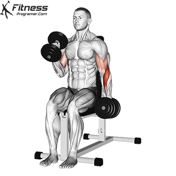 Seated Hammer Curl