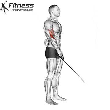 Single Arm Reverse Grip Cable Bicep Curl