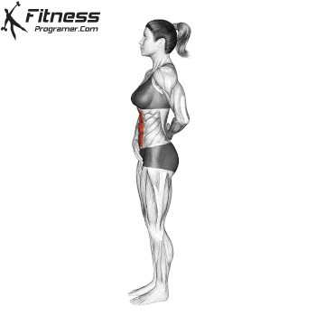 Standing Stomach Vacuum