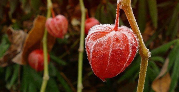 Benefits of Miracle Plant Ashwagandha