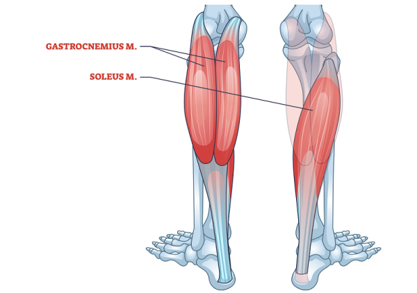 calf anatomy