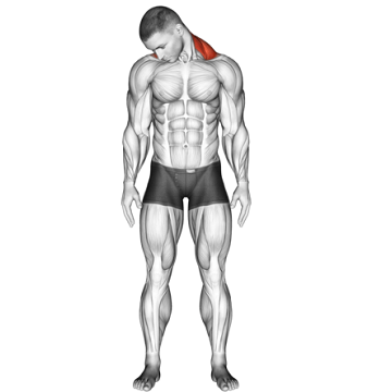 Diagonal Neck Stretch