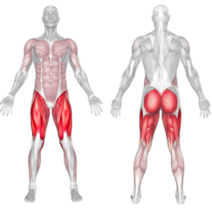 goblet squat muscles worked