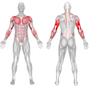 Forearm Push-up muscles worked