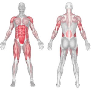 High Plank Muscles Worked
