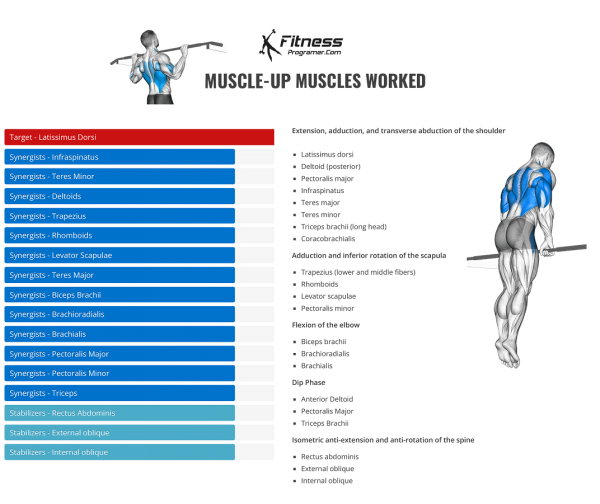 Muscle-Up muscles worked