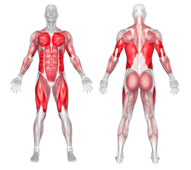 Muscles working in bodyweight strength workout