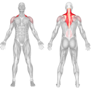 Overhead Shrug Muscles Worked 