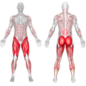 Plie Dumbbell Squat Muscles Worked