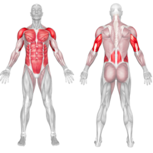 Straddle Planche Muscles Worked