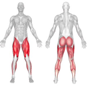 Walking on Stepmillmuscles worked