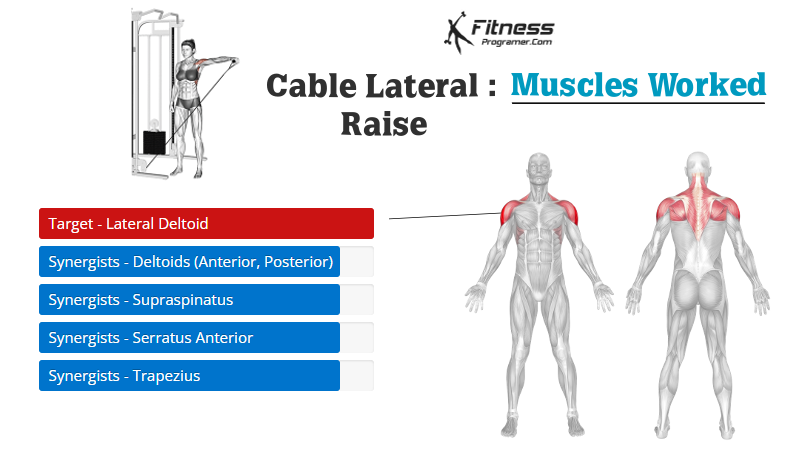 cable lateral raise muscles worked