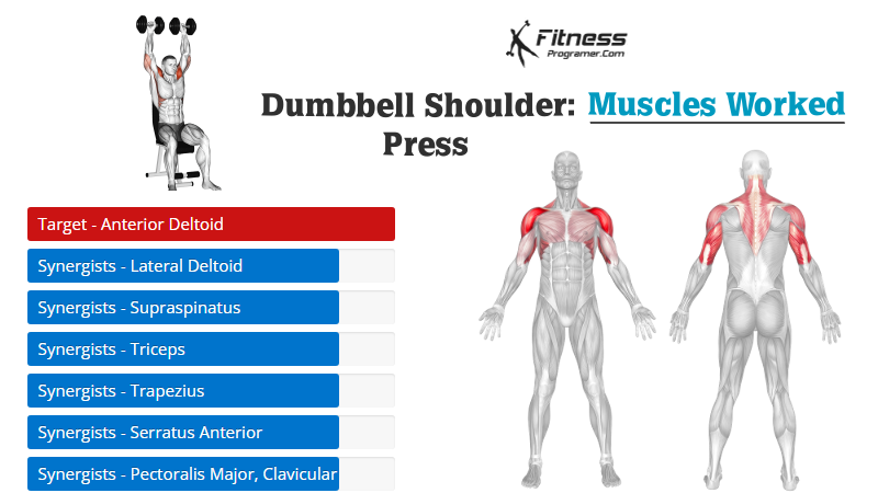 dumbbell shoulder press muscles worked