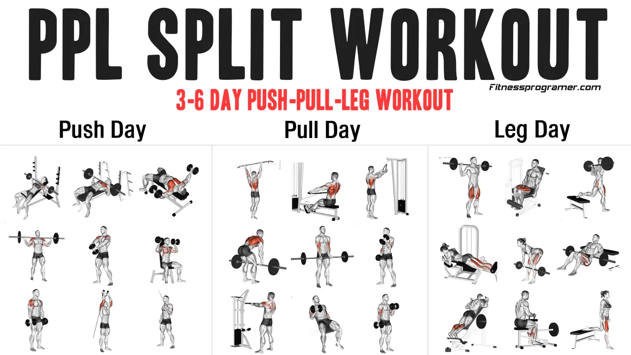 The Basics of a PPL Workout Routine: A Step-by-Step Guide for Beginners